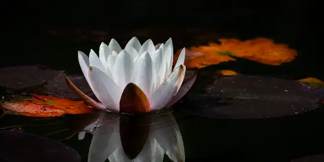 half-agony-half-hope-dear-lily-edition Image