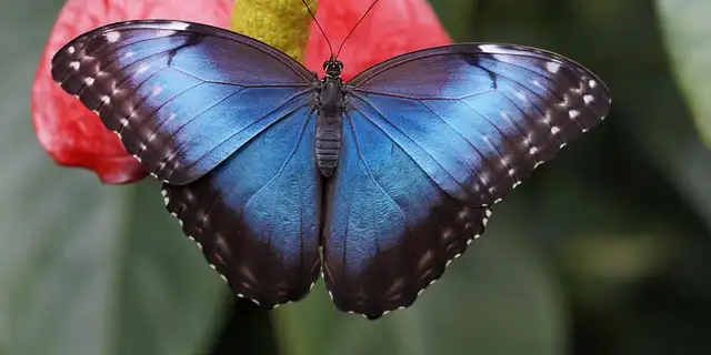metamorphosis Image