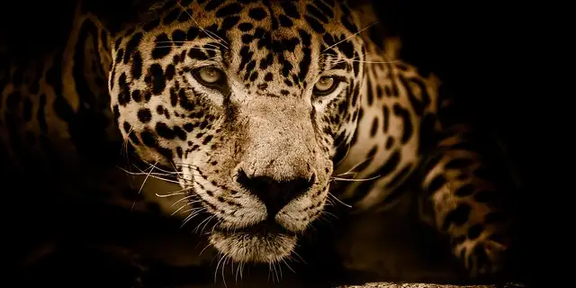 the-search-for-the-shadow-cat Image